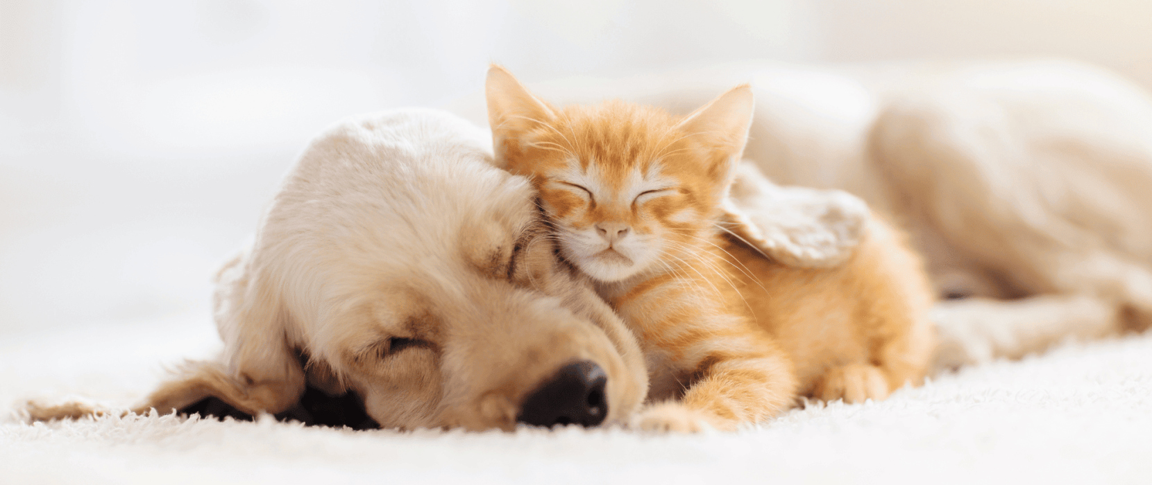 BRIT in Italia -BRIT in Italia 3 min 2 1660x700 1