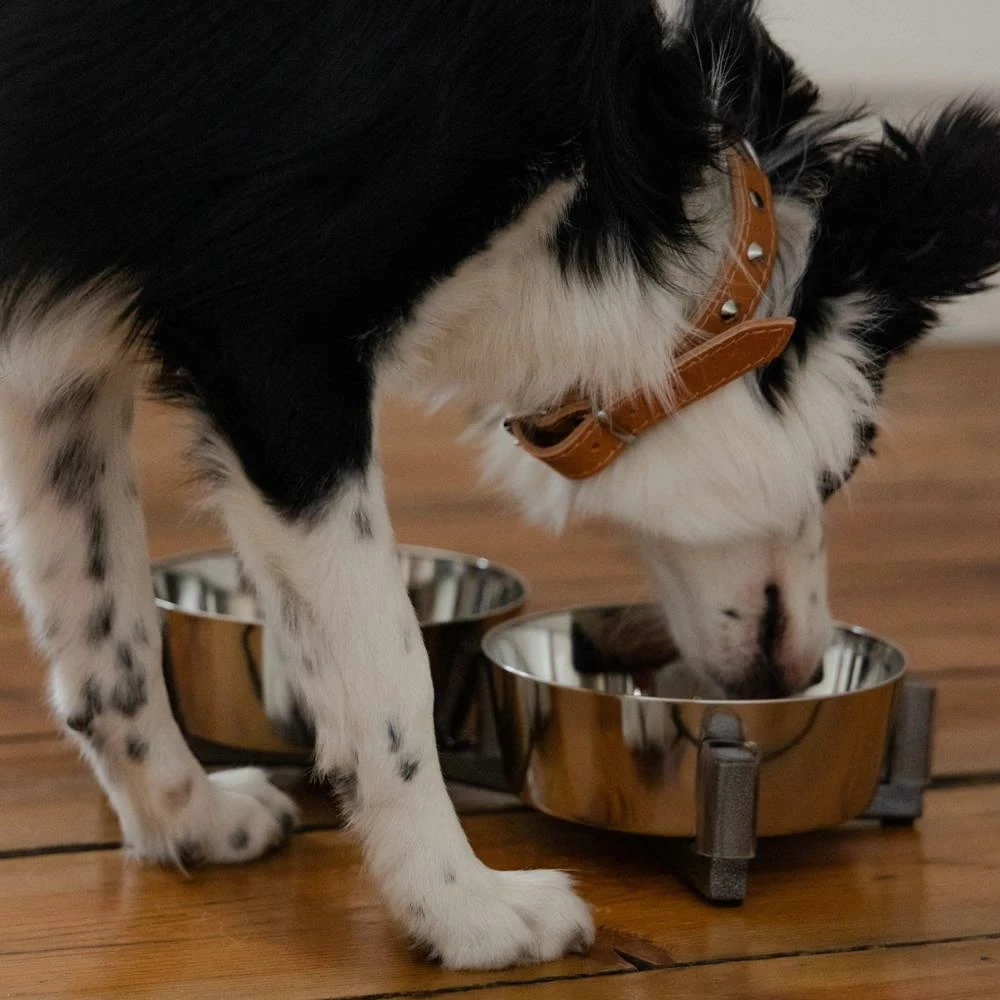 DINGO Set Di Alimentazione -2x1120 Ml 6 DINGO Set Di Alimentazione -2x1120 Ml - immagine 4