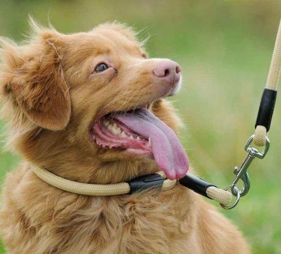 Dingo Serpente Collare Per Cani Con Filo Metallico Rosso 55cm 4 Dingo Serpente Collare Per Cani Con Filo Metallico Rosso 55cm - immagine 2