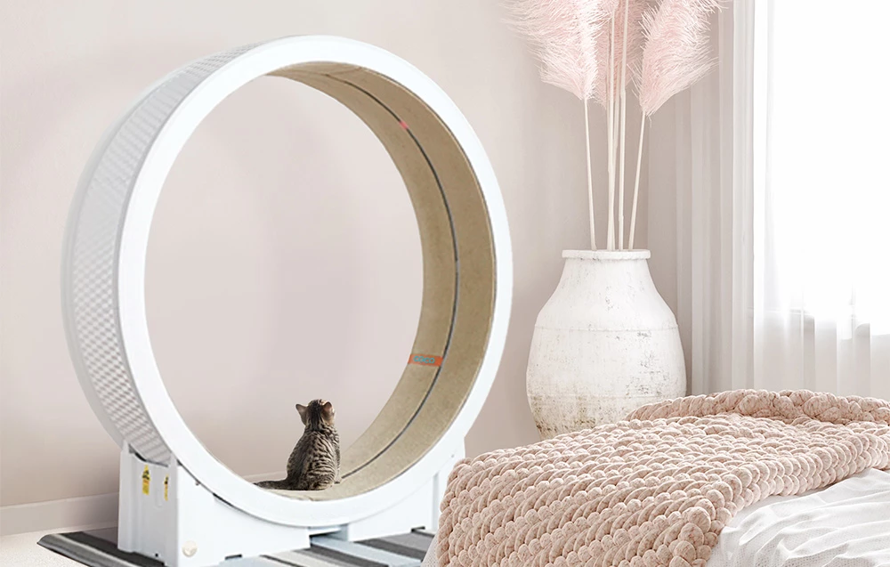 Il Tapis Roulant Per Gatti Little Cat Planet V1 4 Il Tapis Roulant Per Gatti Little Cat Planet V1 - immagine 2