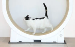 Il Tapis Roulant Per Gatti Little Cat Planet V1 12 Il Tapis Roulant Per Gatti Little Cat Planet V1 -BRIT in Italia ita pl Il tapis roulant per gatti Little Cat Planet V1 24469 4