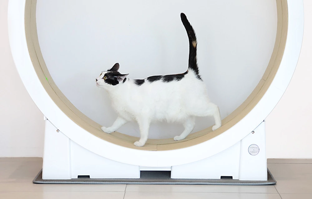 Il Tapis Roulant Per Gatti Little Cat Planet V1 5 Il Tapis Roulant Per Gatti Little Cat Planet V1 - immagine 3