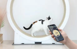 Il Tapis Roulant Per Gatti Little Cat Planet V1 15 Il Tapis Roulant Per Gatti Little Cat Planet V1 -BRIT in Italia ita pl Il tapis roulant per gatti Little Cat Planet V1 24469 7