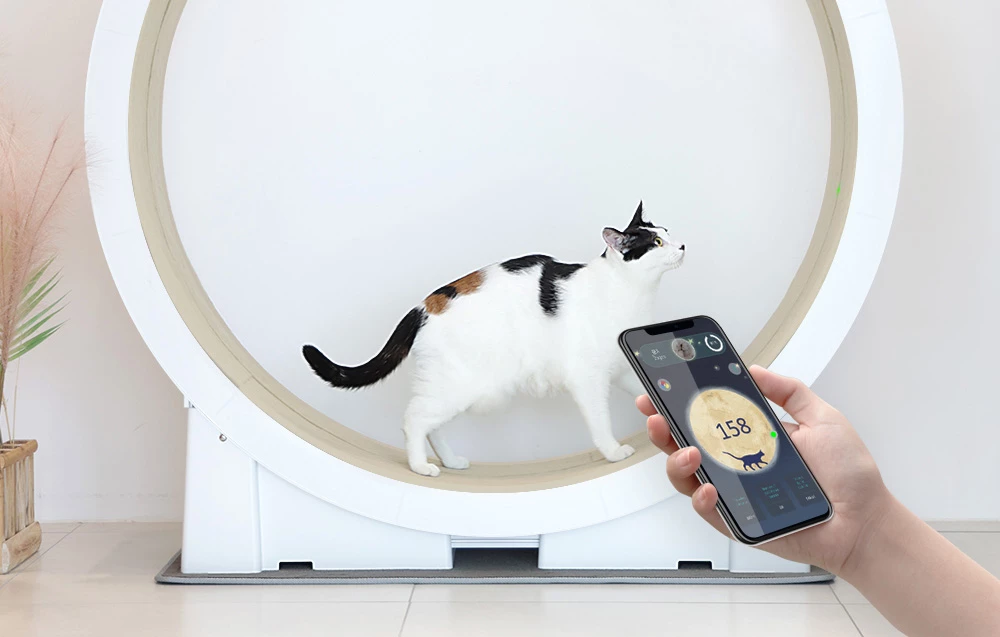 Il Tapis Roulant Per Gatti Little Cat Planet V1 8 Il Tapis Roulant Per Gatti Little Cat Planet V1 - immagine 6