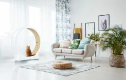 Il Tapis Roulant Per Gatti Little Cat Planet V1