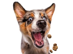 Josera Festival 15kg -BRIT in Italia ita pl Josera Festival 15kg 12651 4