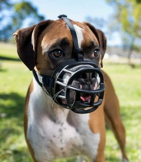 Museruola Baskerville Ultra 2 NERA 4 Museruola Baskerville Ultra 2 NERA - immagine 2