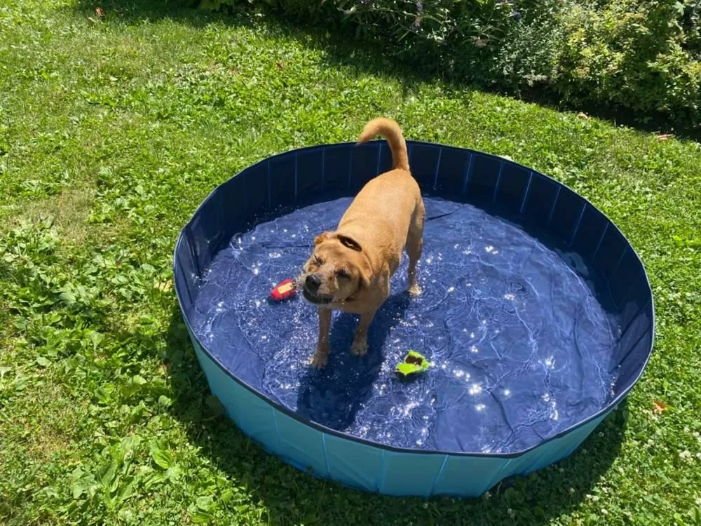 Piscina Be Cold Dog, 160 X 30 Cm 3 Piscina Be Cold Dog, 160 X 30 Cm