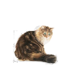 ROYAL CANIN Ageing +12 4kg 4 ROYAL CANIN Ageing +12 4kg - immagine 2