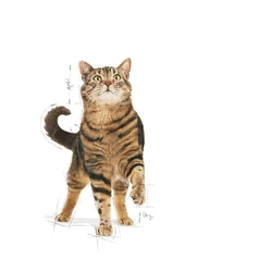 ROYAL CANIN Appetite Control Care 2kg 5 ROYAL CANIN Appetite Control Care 2kg - immagine 3