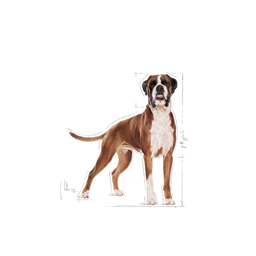 ROYAL CANIN Boxer Adult 12kg 5 ROYAL CANIN Boxer Adult 12kg - immagine 3