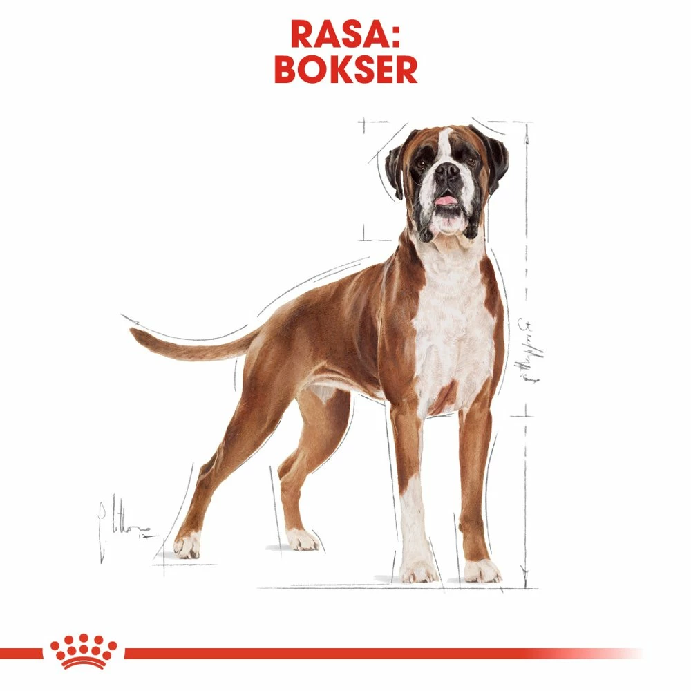 ROYAL CANIN Boxer Adult 12kg + OVER ZOO Delicatezza 100g GRATIS! 12 ROYAL CANIN Boxer Adult 12kg + OVER ZOO Delicatezza 100g GRATIS! - immagine 10