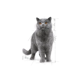 ROYAL CANIN British Shorthair Adult 12x85g -BRIT in Italia ita pl ROYAL CANIN British Shorthair Adult 12x85g 8120 3