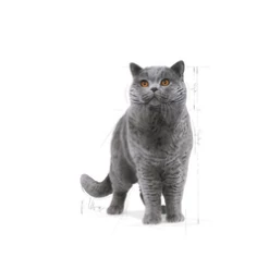 ROYAL CANIN British Shorthair Adulto 4kg -BRIT in Italia ita pl ROYAL CANIN British Shorthair Adulto 4kg 15059 3