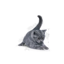 ROYAL CANIN British Shorthair Kitten 10kg + Sorpresa Per Il Gatto GRATIS -BRIT in Italia ita pl ROYAL CANIN British Shorthair Kitten 10kg sorpresa per il gatto GRATIS 24129 2