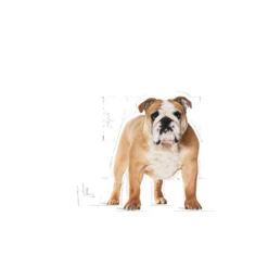 ROYAL CANIN Bulldog Adult 12kg -BRIT in Italia ita pl ROYAL CANIN Bulldog Adult 12kg 8160 3