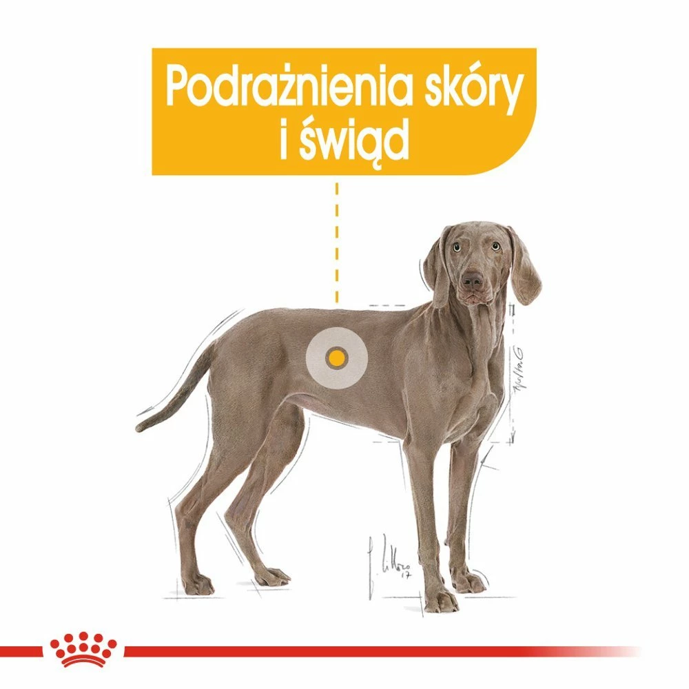 ROYAL CANIN CCN Maxi Dermacomfort 12 Kg Alimento Secco Per Cani Adulti, Di Taglia Grande, Con Pelle Sensibile, Soggetta A Irritazioni - immagine 3