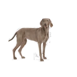 ROYAL CANIN CCN Maxi Dermacomfort 3kg -BRIT in Italia ita pl ROYAL CANIN CCN Maxi Dermacomfort 3kg 15378 3