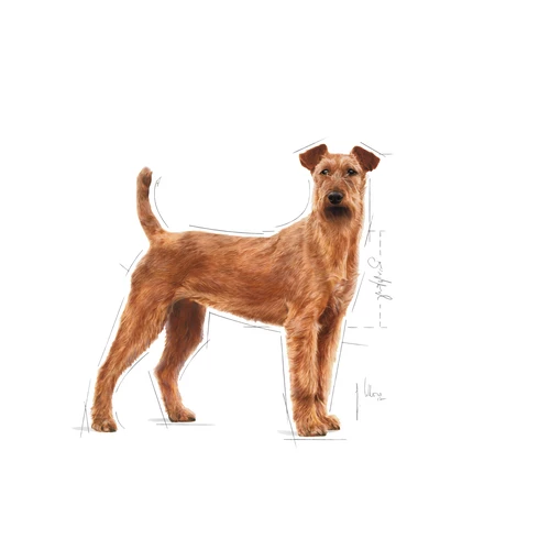 ROYAL CANIN CCN Medium Dental Care 10kg X2 4 ROYAL CANIN CCN Medium Dental Care 10kg X2 - immagine 2