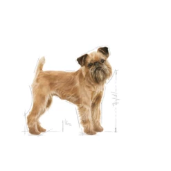 Nuovi Prodotti -BRIT in Italia ita pl ROYAL CANIN CCN Mini Dental Care 8kg 15389 3