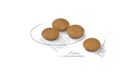 ROYAL CANIN CCN Mini Dermacomfort 3kg -BRIT in Italia ita pl ROYAL CANIN CCN Mini Dermacomfort 3kg 15392 3