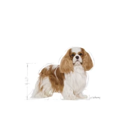 ROYAL CANIN Cavalier King Charles Spaniel Adult 1,5kg -BRIT in Italia ita pl ROYAL CANIN Cavalier King Charles Spaniel Adult 1 5kg 8173 3