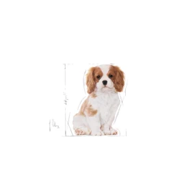 ROYAL CANIN Cavalier King Charles Spaniel Puppy 1,5kg -BRIT in Italia ita pl ROYAL CANIN Cavalier King Charles Spaniel Puppy 1 5kg 8207 3