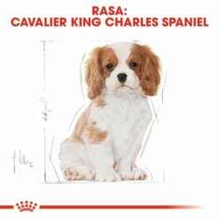 ROYAL CANIN Cavalier King Charles Spaniel Puppy 1,5kg -BRIT in Italia ita pl ROYAL CANIN Cavalier King Charles Spaniel Puppy 1 5kg 8207 5