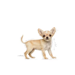 ROYAL CANIN Chihuahua Puppy 1,5kg 5 ROYAL CANIN Chihuahua Puppy 1,5kg - immagine 3
