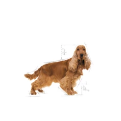 ROYAL CANIN Cocker Spaniel Adulto 12kg 11 ROYAL CANIN Cocker Spaniel Adulto 12kg -BRIT in Italia ita pl ROYAL CANIN Cocker Spaniel Adulto 12kg 8177 3