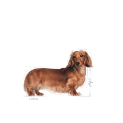 ROYAL CANIN Dachshund Adult 7,5kg + Sorpresa Per Il Cane GRATIS -BRIT in Italia ita pl ROYAL CANIN Dachshund Adult 7 5kg sorpresa per il cane GRATIS 24183 3