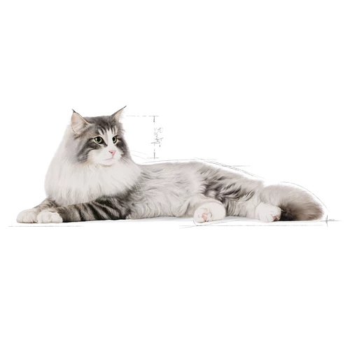 ROYAL CANIN Gatto Delle Foreste Norvegesi Adulto 10kg 4 ROYAL CANIN Gatto Delle Foreste Norvegesi Adulto 10kg - immagine 2
