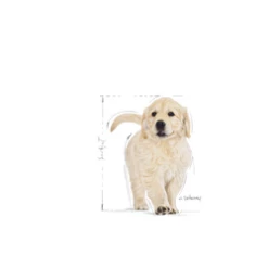 ROYAL CANIN Golden Retriever Puppy 12kg X2 10 ROYAL CANIN Golden Retriever Puppy 12kg X2 -BRIT in Italia ita pl ROYAL CANIN Golden Retriever Puppy 12kg x2 19948 3