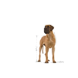 ROYAL CANIN Great Dane Adult 12kg X2 4 ROYAL CANIN Great Dane Adult 12kg X2 - immagine 2
