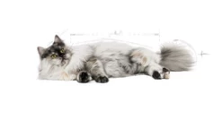 ROYAL CANIN Hair&Skin Care 10kg X2 -BRIT in Italia ita pl ROYAL CANIN Hair Skin Care 10kg x2 19946 3