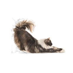 BRIT in Italia -BRIT in Italia ita pl ROYAL CANIN Indoor Long Hair 10kg 15139 2