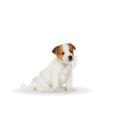 ROYAL CANIN Jack Russell Terrier Cucciolo 1,5kg -BRIT in Italia ita pl ROYAL CANIN Jack Russell Terrier Cucciolo 1 5kg 16022 2