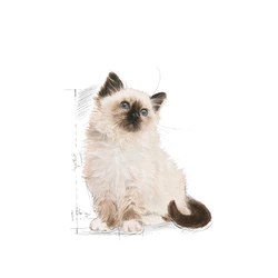 ROYAL CANIN Kitten 2kg 5 ROYAL CANIN Kitten 2kg - immagine 3