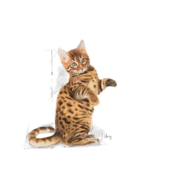 ROYAL CANIN Kitten Sterilised 2kg -BRIT in Italia ita pl ROYAL CANIN Kitten Sterilised 2kg 8904 3