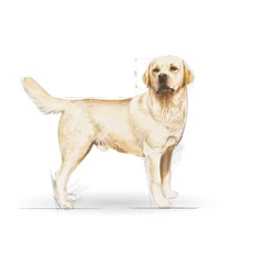 ROYAL CANIN Labrador Retriever Adulto 12kg 5 ROYAL CANIN Labrador Retriever Adulto 12kg - immagine 3