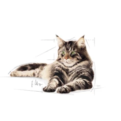 ROYAL CANIN Maine Coon Adult 12x85g -BRIT in Italia ita pl ROYAL CANIN Maine Coon Adult 12x85g 8119 3