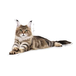 ROYAL CANIN Maine Coon Adulto 10kg + Überraschung Für Die Katze 5 ROYAL CANIN Maine Coon Adulto 10kg + Überraschung Für Die Katze - immagine 3