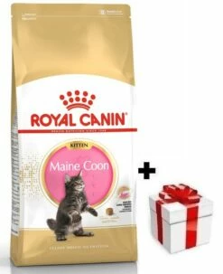ROYAL CANIN Maine Coon Kitten 10kg + Sorpresa Per Il Gatto GRATIS