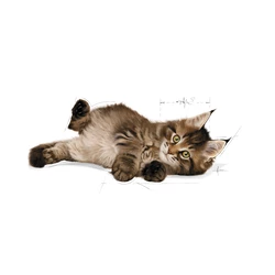 ROYAL CANIN Maine Coon Kitten 2kg 4 ROYAL CANIN Maine Coon Kitten 2kg - immagine 2