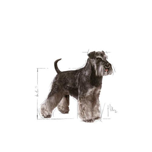 ROYAL CANIN Miniature Schnauzer Adulto 7,5kg 4 ROYAL CANIN Miniature Schnauzer Adulto 7,5kg - immagine 2