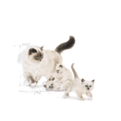 ROYAL CANIN Mother & Babycat 4kg -BRIT in Italia ita pl ROYAL CANIN Mother Babycat 4kg 15055 3