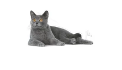 ROYAL CANIN Oral Care 8kg + Sorpresa Per Il Gatto GRATIS -BRIT in Italia ita pl ROYAL CANIN Oral Care 8kg sorpresa per il gatto GRATIS 24124 2