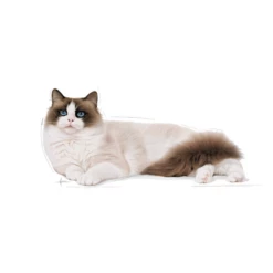 ROYAL CANIN Ragdoll Adulto 2kg -BRIT in Italia ita pl ROYAL CANIN Ragdoll Adulto 2kg 16015 3