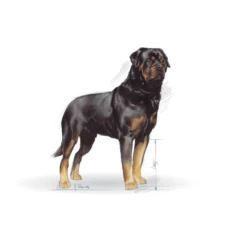 ROYAL CANIN Rottweiler Adulto 12kg X2 -BRIT in Italia ita pl ROYAL CANIN Rottweiler Adulto 12kg x2 19940 2