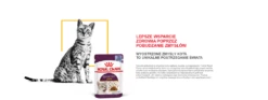 ROYAL CANIN Sensory Taste Cibo Umido, Pezzi In Salsa 12x85g 17 ROYAL CANIN Sensory Taste Cibo Umido, Pezzi In Salsa 12x85g -BRIT in Italia ita pl ROYAL CANIN Sensory Taste cibo umido pezzi in salsa 12x85g 18969 6